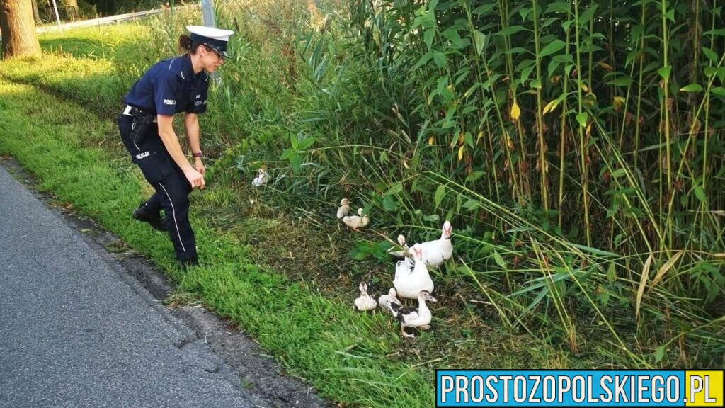 Nietypowa interwencja policjantów w Namysłowie. Na drodze pojawiła się rodzina kaczek