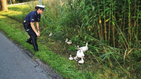 Nietypowa interwencja policjantów w Namysłowie. Na drodze pojawiła się rodzina kaczek