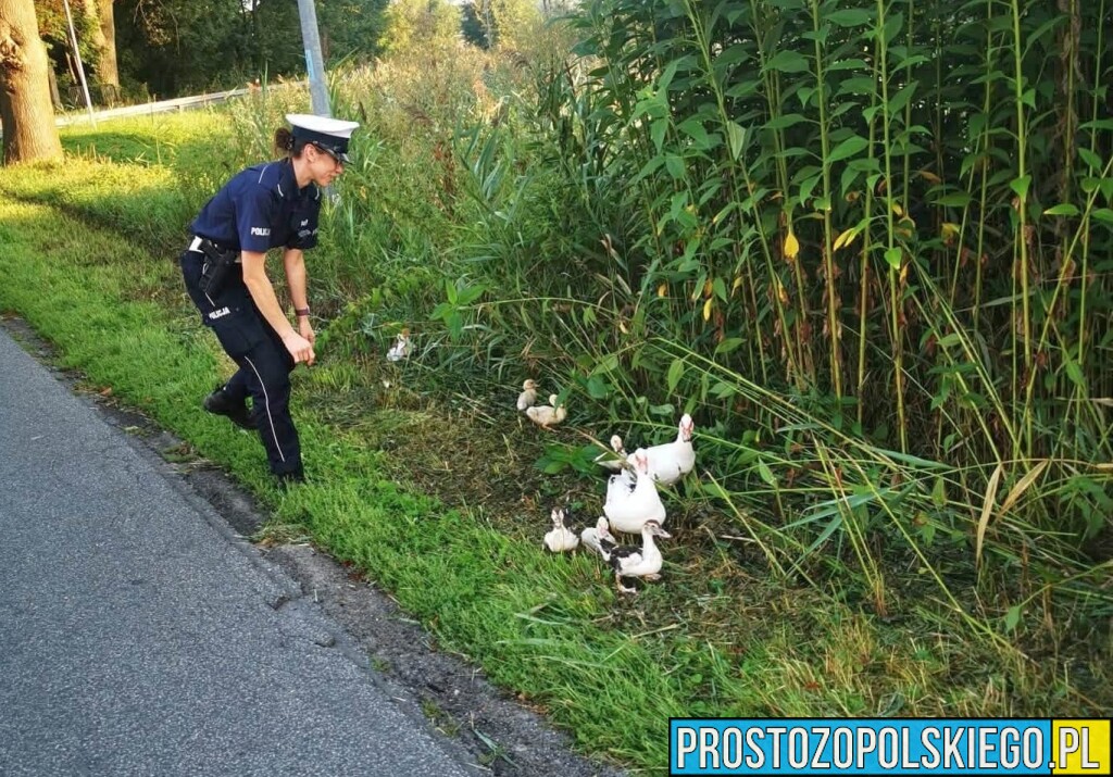 Nietypowa interwencja policjantów w Namysłowie. Na drodze pojawiła się rodzina kaczek