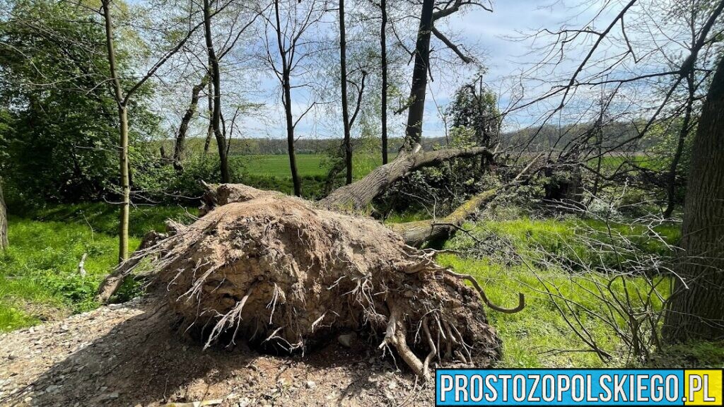 Burze znów dały się we znaki na Opolszczyźnie. 84 interwencje strażaków od północy