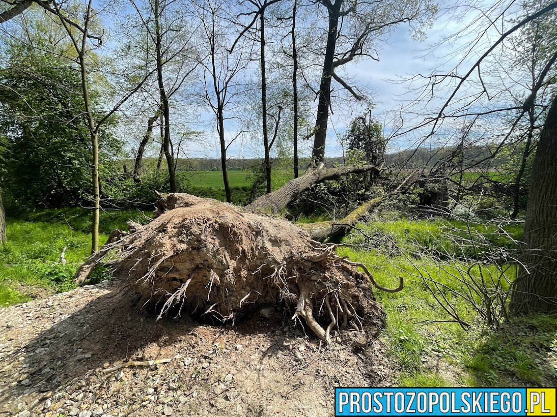 Burze znów dały się we znaki na Opolszczyźnie. 84 interwencje strażaków od północy