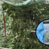 Uprawiał konopie na działce. Nasiona kupił przy okazji zakupu pomidorów