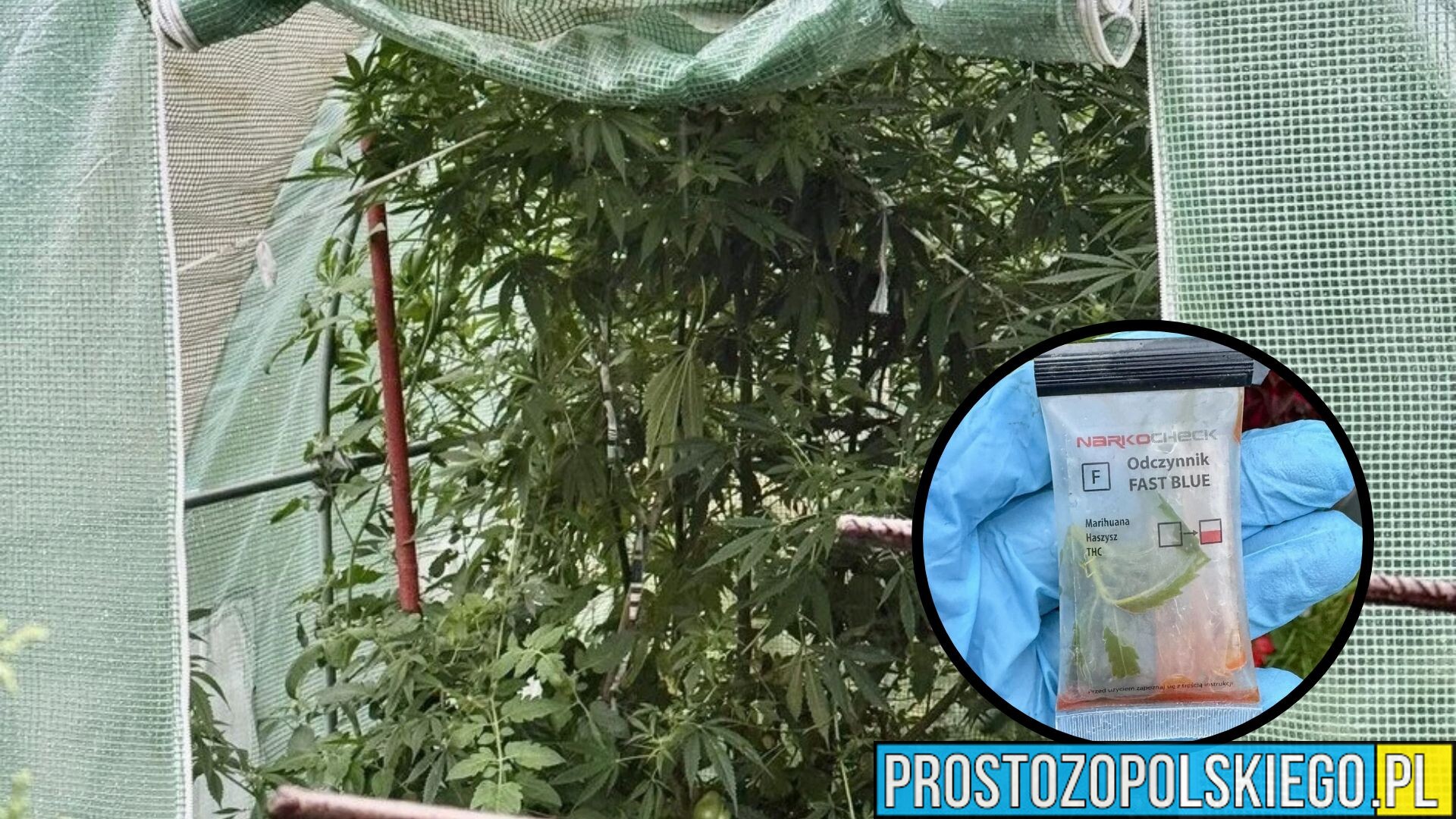 Uprawiał konopie na działce. Nasiona kupił przy okazji zakupu pomidorów