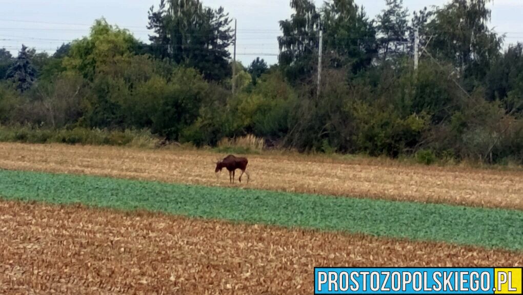 Łoś na wiadukcie w Opolu. Straż miejska interweniowała na ul. Niemodlińskiej