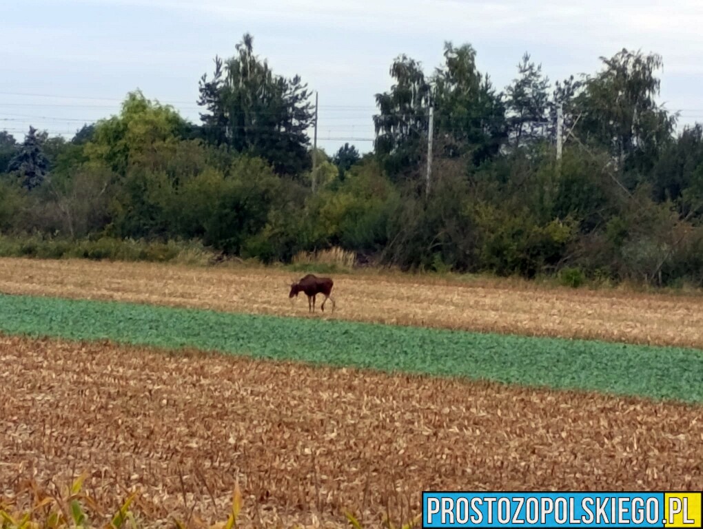 Łoś na wiadukcie w Opolu. Straż miejska interweniowała na ul. Niemodlińskiej