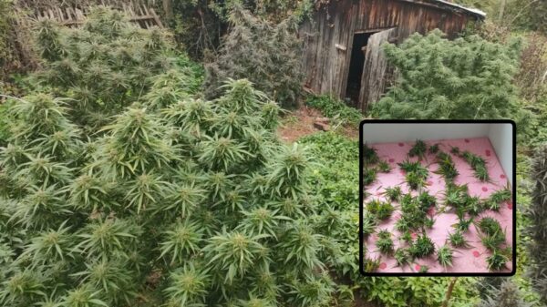 Plantacja konopi w leśnym zagajniku. 37-latek wpadł podczas ścinania roślin