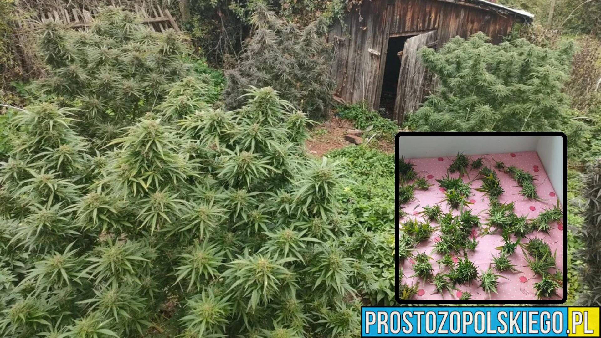 Plantacja konopi w leśnym zagajniku. 37-latek wpadł podczas ścinania roślin